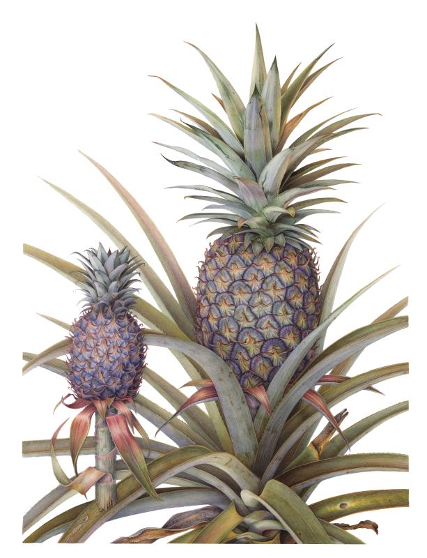 Ananas comosus - Cayenne Pineapple 